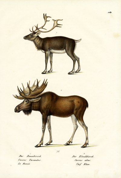 Caribou, 1824 by Karl Joseph Brodtmann